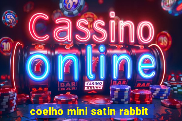 coelho mini satin rabbit